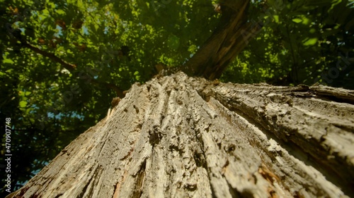 A focus on a tree trunk © cool photos