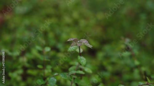 Green Plant Sprout With Dew Drops on Leaves Focus Push In © rohawk