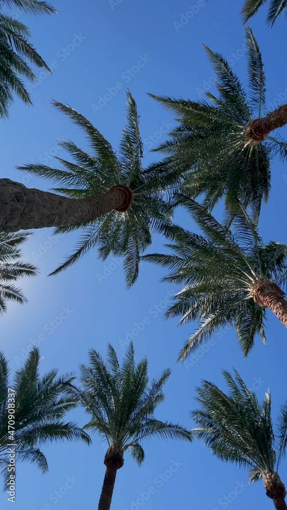 Obraz premium A photo of palm trees