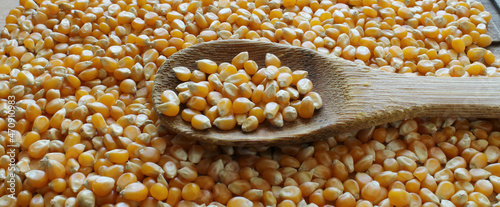 Corn seeds in a wooden spoon. Corn seeds background.