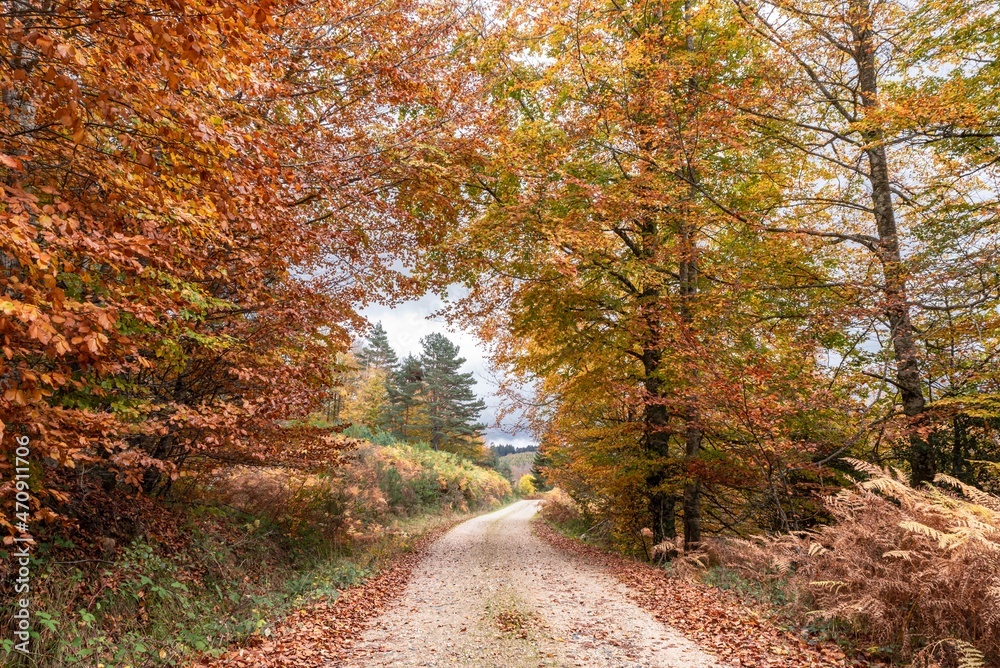 Rural road in autumn. Aezkoa