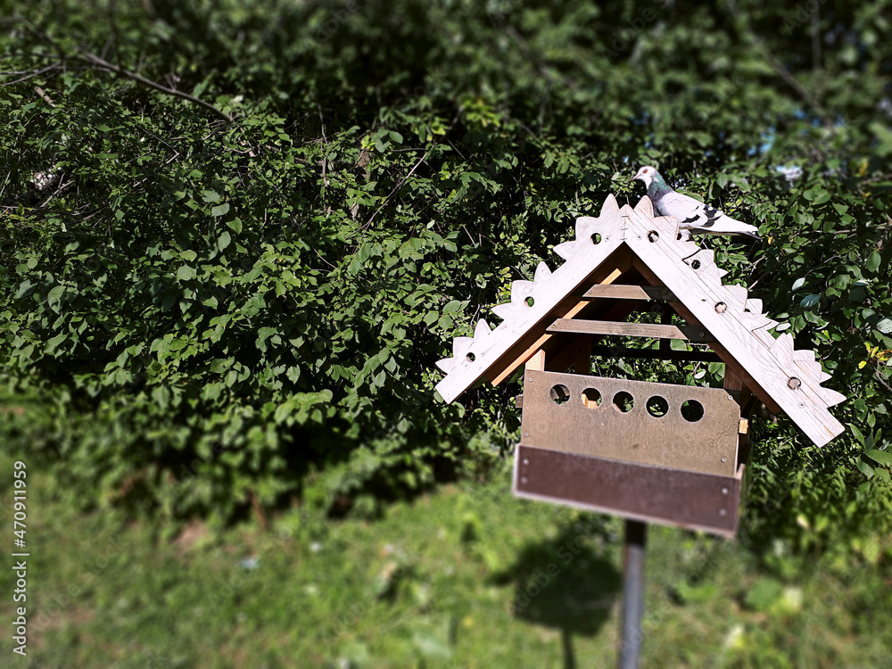 A Pigeon Above A Nest In A Park At Daytime. Dove Outside Its Nest Box A Pigeon Above A Nest In A Park At Daytime. Dove Outside Its Nest Box