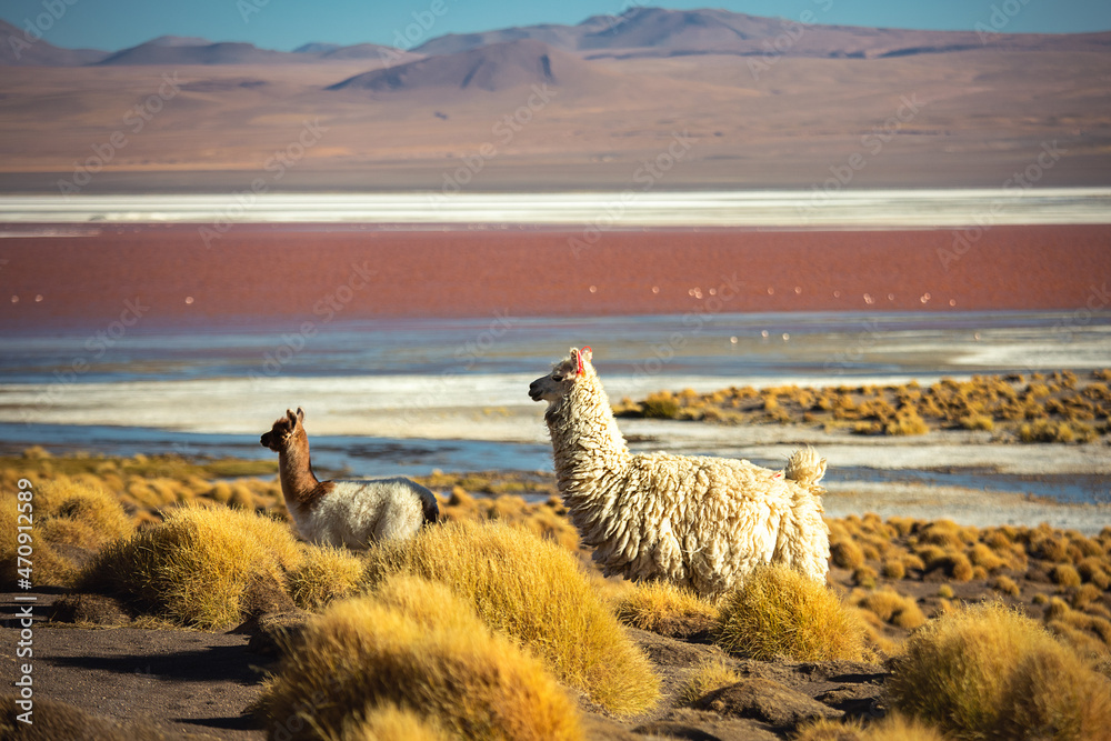 Fototapeta premium Two alpacas are located near the pink lagoon of Bolivia.