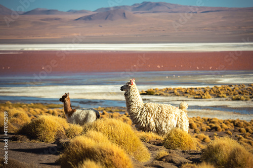 Two alpacas are located near the pink lagoon of Bolivia.