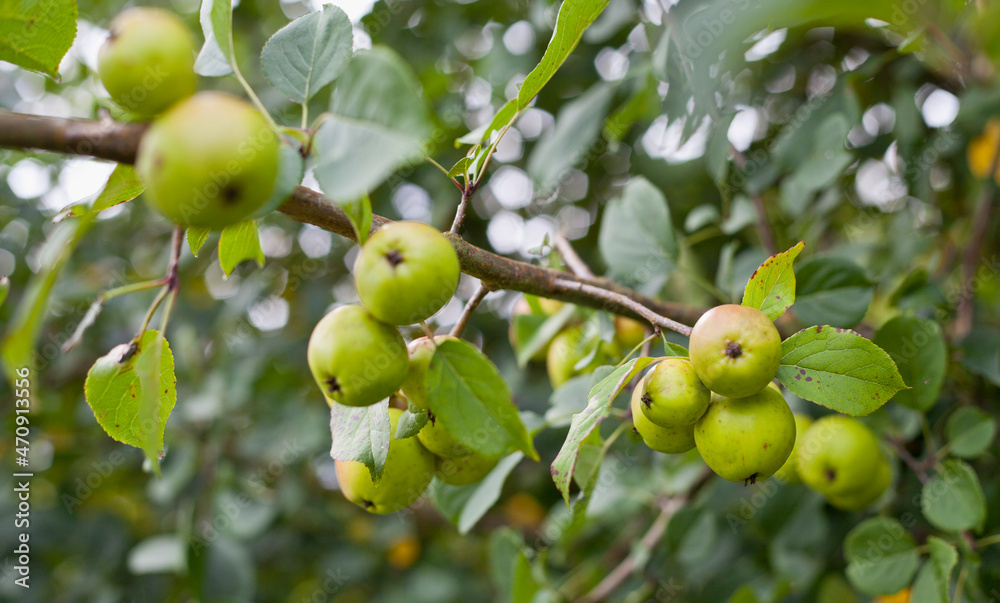 Green crab apples in the wild orchard. Green crab apples in the wild orchard.