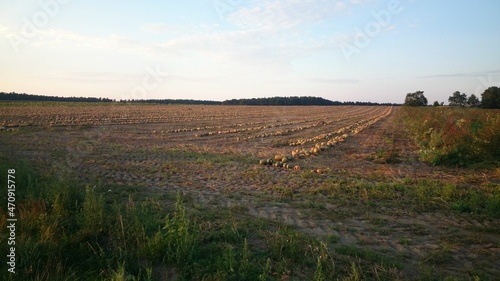 pumpkin field at sunset