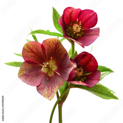 Flower red hellebore bouquet isolated on white background. Flat lay, top view photo
