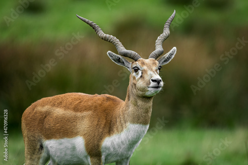 three quarter length portrait of a blackbuck antelope with large twisted antlers photo