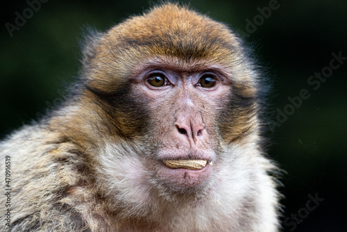 Photography Images of Morocco. Magot monkey swallows peanut with defiant look