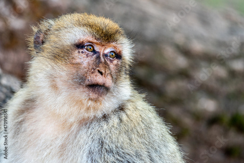 Images of Morocco. The curious look of a magot monkey © Louis-Michel DESERT