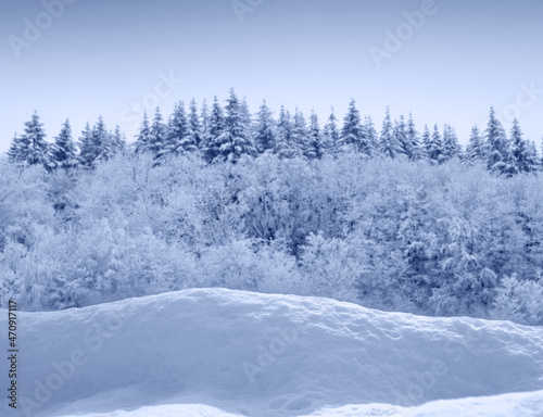 Christmas background with winter forest and white snow.