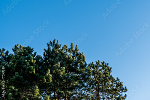 Beautiful long green needles on branch background of blue sky evergreen landscaped garden