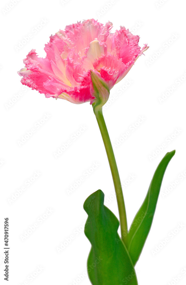 Pink tulip flower isolated on white background. Beautiful composition for advertising and packaging design in the garden business Pink tulip flower isolated on white background. Beautiful composition for advertising and packaging design in the garden business