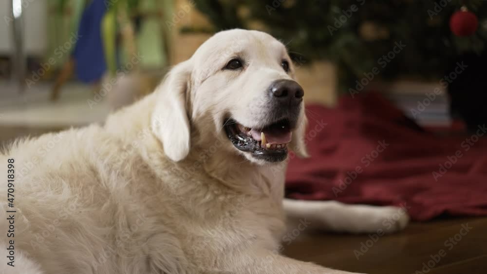 Golden retriever dog and illuminated christmas tree before new year celebration Golden retriever dog and illuminated christmas tree before new year celebration