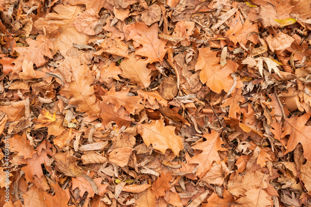 autumn orange leaves on the grass outdoors autumn orange leaves on the grass outdoors
