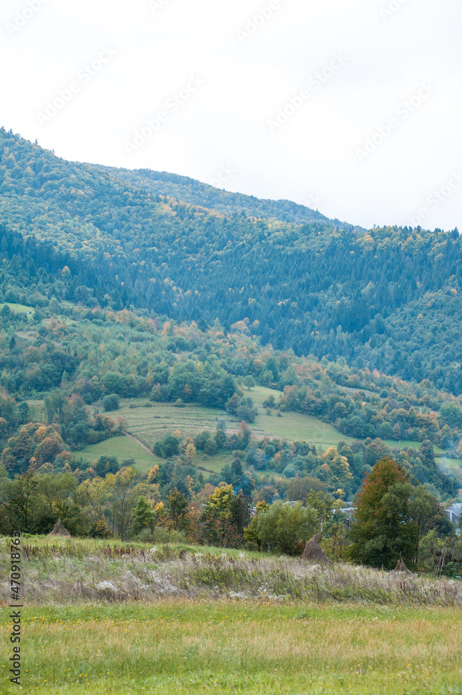 Naklejka premium Coniferous forest in the foggy mountain