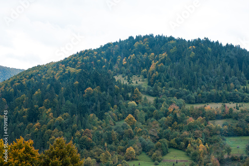 Coniferous forest in the foggy mountain