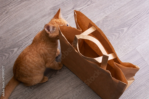 Paper bag and cat on wooden floor close up photo