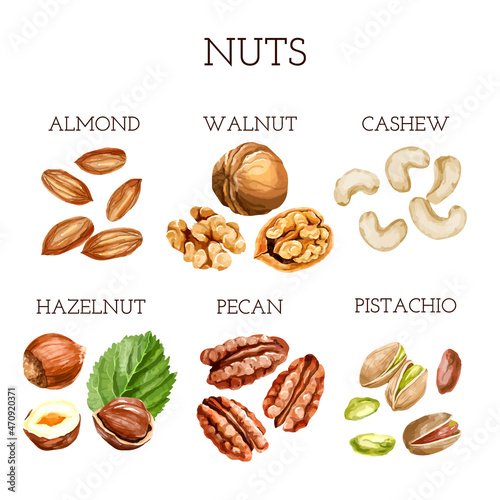 Watercolor nut collection. different types of nuts with names