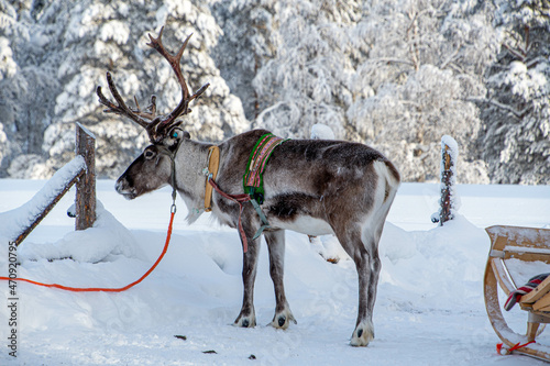 Ein großes Rentier im traditionellen Geschirr von der Seite in Finnland Lappland