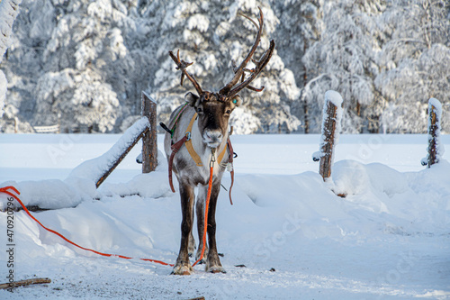 Ein Rentier in traditionellen Geschirr von vorn in Finnland Lappland photo