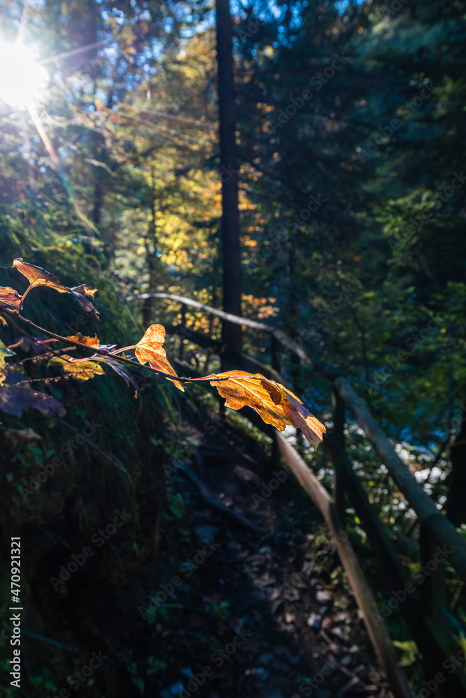 Naklejka premium Panorama and details of the Slizza ravine in Autumn. Tarvisio.