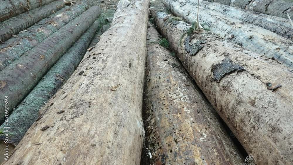Some of the tree logs in the pile of the forest ground as seen on a closer look in Estonia Some of the tree logs in the pile of the forest ground as seen on a closer look in Estonia