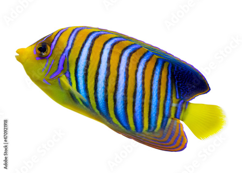 yellow and blue stripped small fish isolated on white