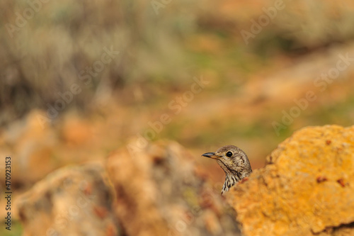 Charlo thrush or Turdus viscivorus - order Passeriformes. photo