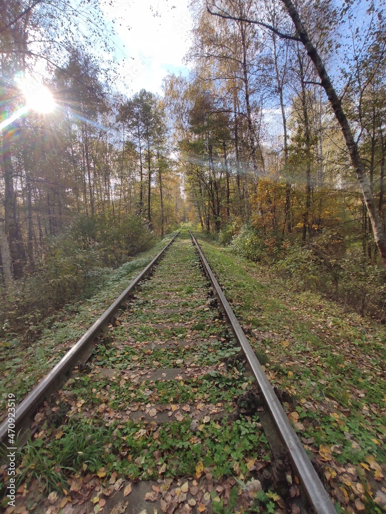 railway in the forest