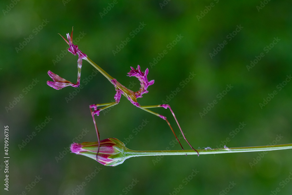 A closeup of the Empusa fasciata on a flower A closeup of the Empusa fasciata on a flower