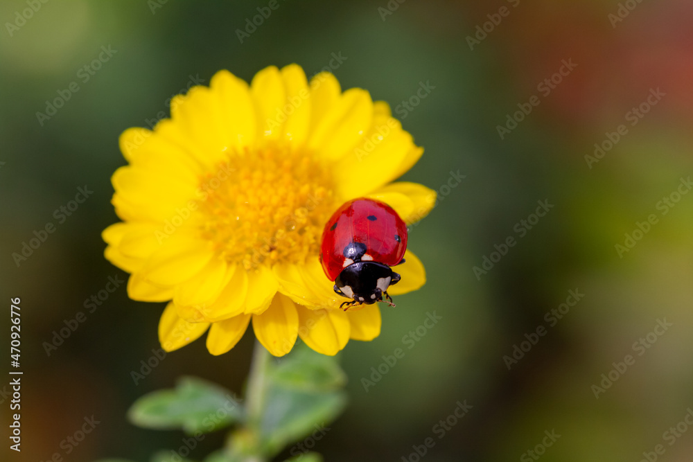 ladybug sitting on yellow flower. ladybug sitting on yellow flower.