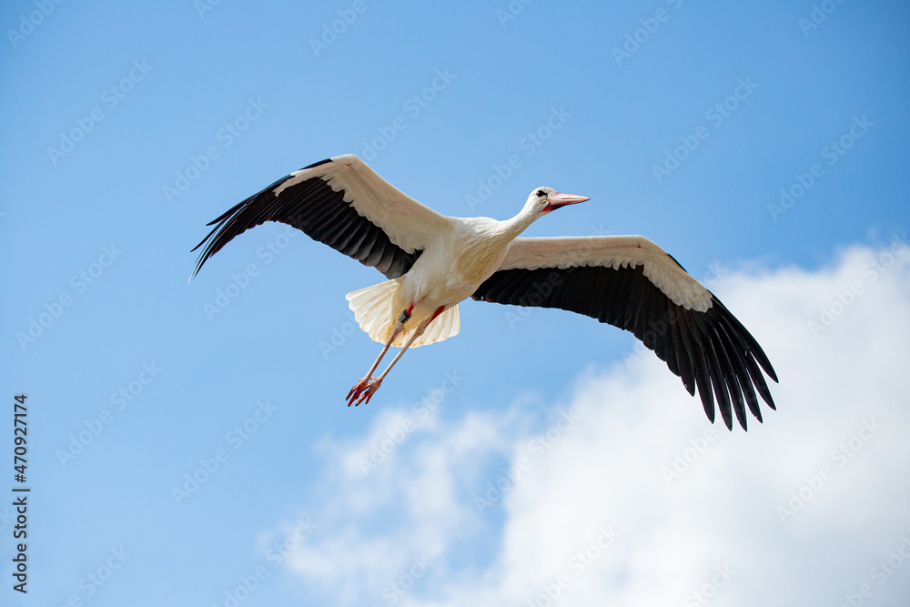 Storch über Raisting am Ammersee.