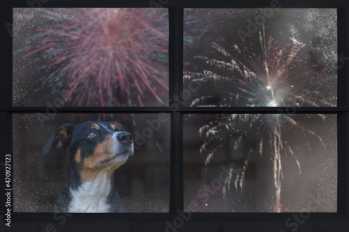 Dog looks out the window and watching the fireworks