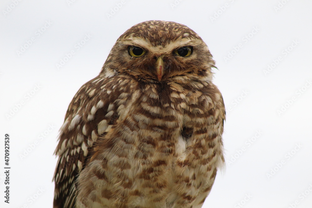 Fototapeta premium great horned owl