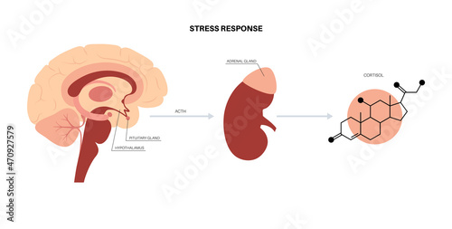 Stress responce system