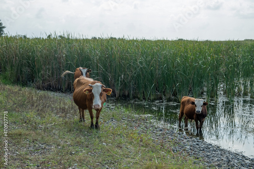 Brown cows graze freely in the open air. Summer. Day. Georgia.