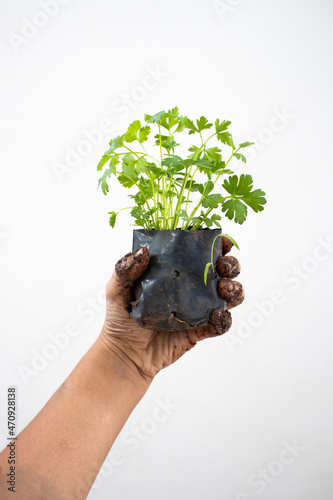 plant in hand