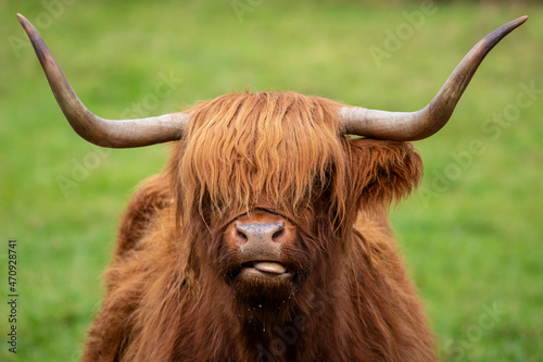 Highland Cow in Scotland, UK