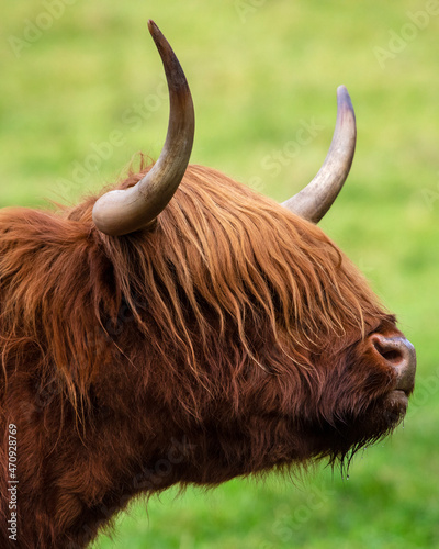 Highland Cow in Scotland, UK