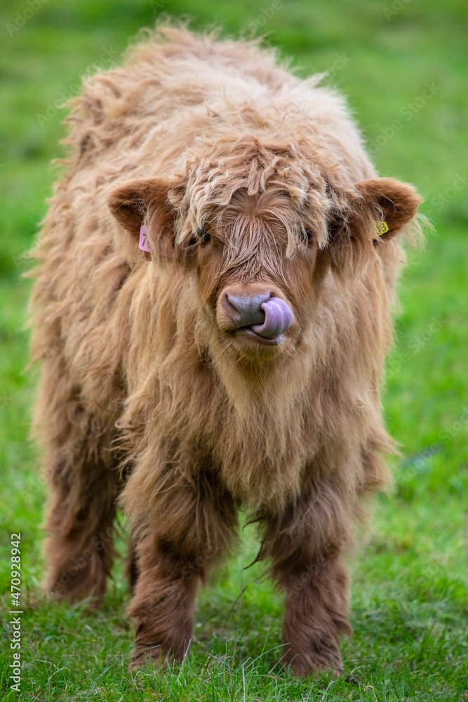 Highland Cattle Calf in Scotland, UK