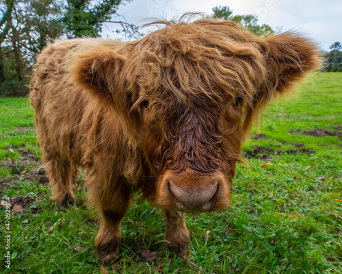Highland Cattle Calf in Scotland, UK