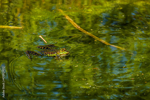 Pond frog in the water