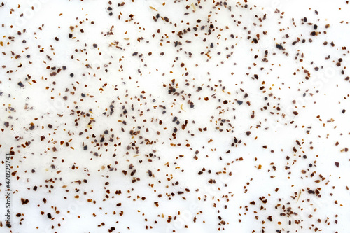 Body scrub with apricot pits background. Scrub for you with bone particles top view. Scrub on a white background. Beauty concept