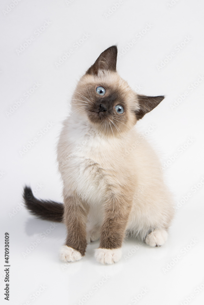 thai cat known as a traditional siamese cat