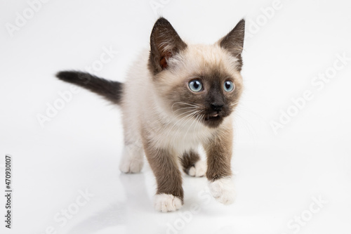 siam kitten standing on a white table