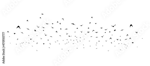 a flock of birds flying off. black and white vector illustration