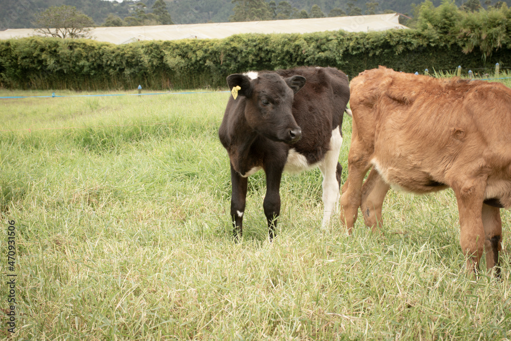 Fototapeta premium Vaca en finca