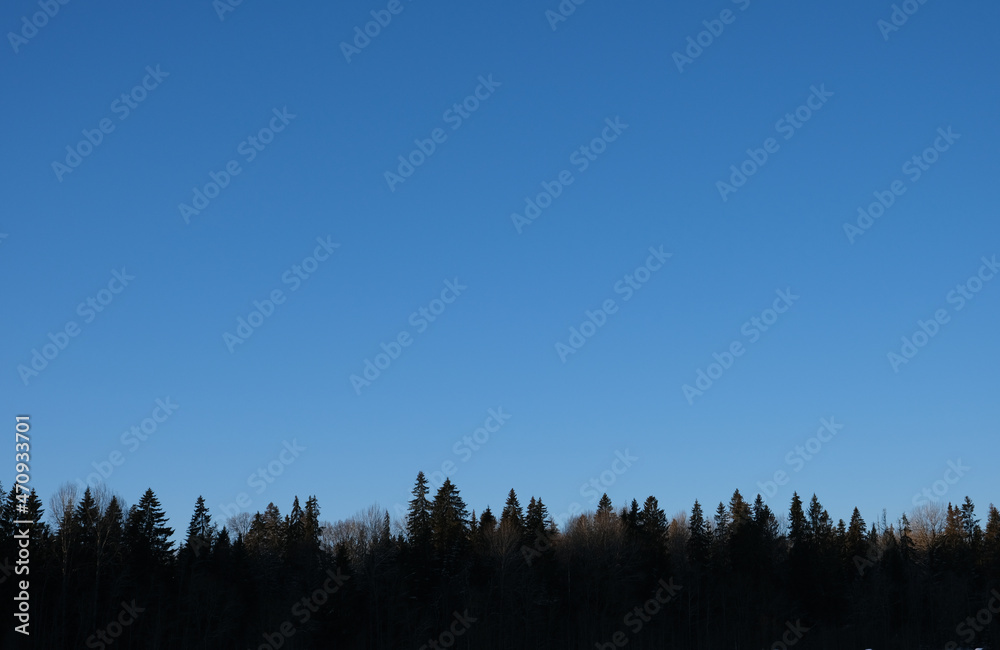 Clear sky above the coniferous forest Clear sky above the coniferous forest