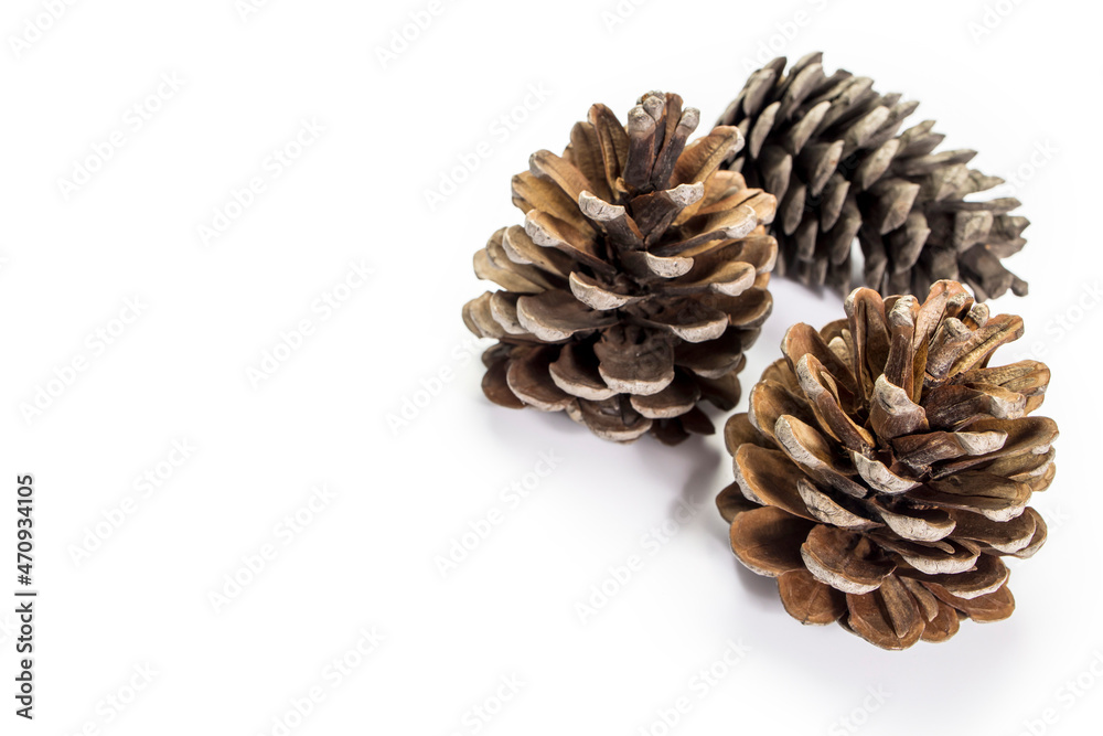 Three dry pine cones are isolated on white background. Copy space. Place for text Three dry pine cones are isolated on white background. Copy space. Place for text